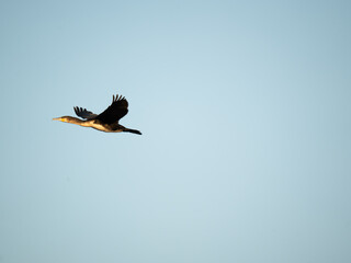Kormoran Zwyczajny © Marcin