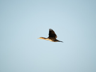 Kormoran Zwyczajny © Marcin