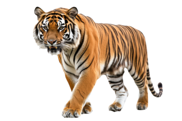 Majestic tiger walking confidently in a natural pose showcasing its striking stripes and powerful presence