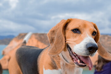 Perro Beagle en la playa con boca abierta