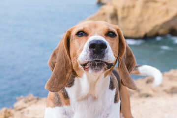 Beautiful beagle dog on the beach. Dog looking to the camera.