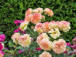 Beautiful flowers in the garden. Rosa 