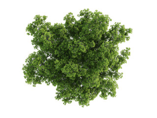 A tree with green leaves is shown on a white background