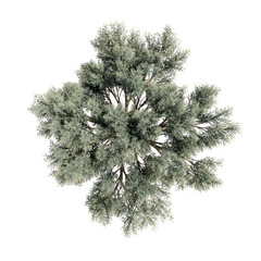 A tree is shown in a cross section, with its branches and leaves spread out