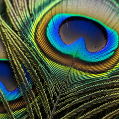 Obraz premium Intricate Macro Detail of a Peacocks Shimmering Eye Feather in Vivid Color