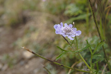 マツムシソウ（Scabiosa...