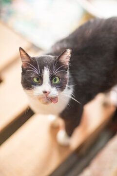 a funny cat with its tongue sticking out and crossed eyes closeup poto