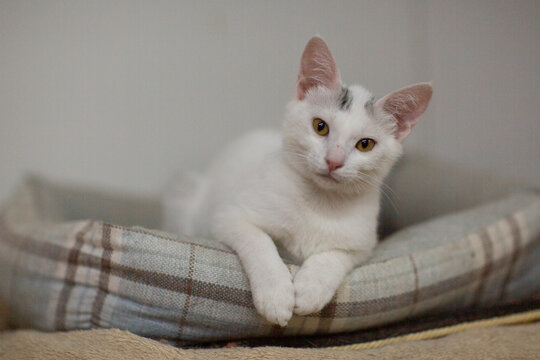 white cat in shelter close up photo. High quality photo