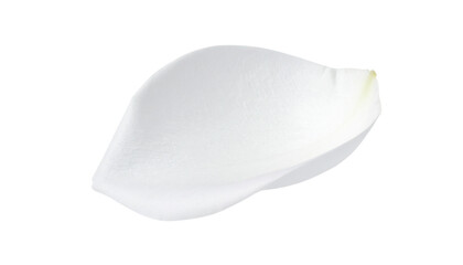 single petal of white rose isolated on transparent background