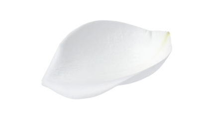 single petal of white rose isolated on transparent background