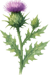 Watercolor milk thistle illustration