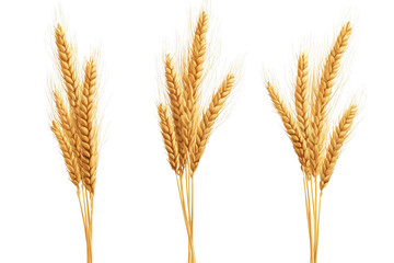 Fototapeta premium Golden wheat stalks arranged in clusters isolated on a transparent background showcasing agricultural abundance and natural beauty