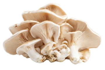 Or trumpet mushrooms displayed on a white background showcasing their unique shape and texture, highlighting their culinary appeal for gourmet cooking and dishes