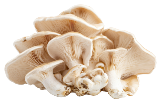 Or trumpet mushrooms displayed on a white background showcasing their unique shape and texture, highlighting their culinary appeal for gourmet cooking and dishes