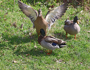 Belle déclaration du canard colvert à une jeune femelle canne