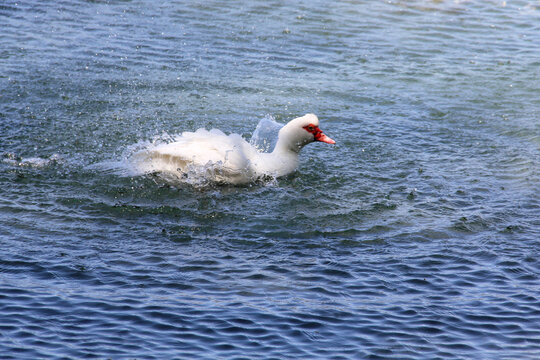 un canard blanc en pleine baignade
