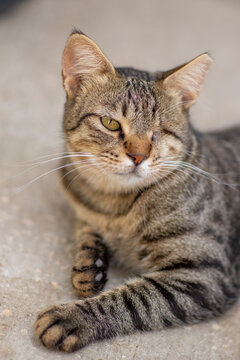 striped gray one eyed cat in shelter close up photo. High quality photo