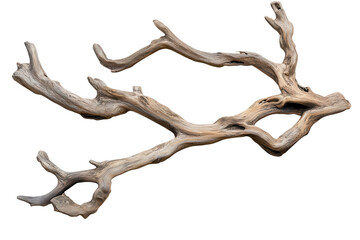 Beautifully aged sea driftwood branches showcasing intricate textures and natural forms for decorative or artistic purposes
