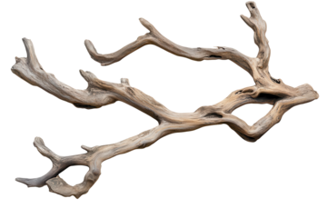 Beautifully aged sea driftwood branches showcasing intricate textures and natural forms for decorative or artistic purposes