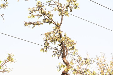 Butea monosperma pods in the tree. It is a  species of Butea native.  Its other names flame of the forest, and bastard teak. 
