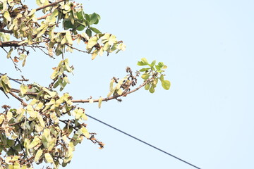 Butea monosperma pods in the tree. It is a  species of Butea native.  Its other names flame of the forest, and bastard teak. 
