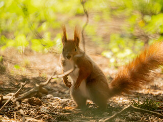 Wiewiórka pospolita (Sciurus vulgaris)