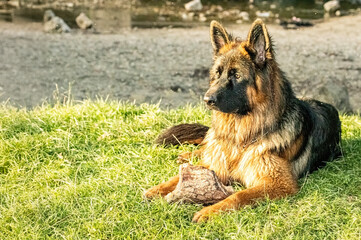 Regal German Shepherd in Golden Hour by the Riverbank,