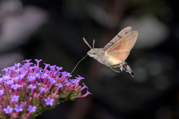 Hummingbird hawk-moth - Macroglossum stellatarum with Verbena bonariensis