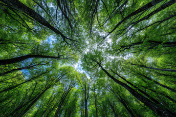 Tall green trees with fresh leaves viewed from the forest floor towards the sky.