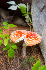 Close-up of fly agaric mushroom in the Swiss Alps at Morteratsch area on a summer day. Photo taken August 27th, 2025, Morteratsch. Switzerland.