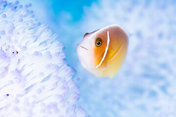 Pink anemonefish