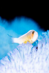 Pink anemonefish