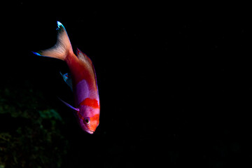 Squarespot anthias