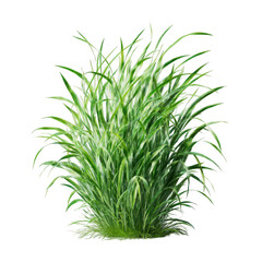 Fototapeta premium Lush green grass clump isolated on transparent background