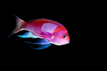 Squarespot anthias