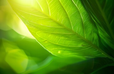 green leaf background