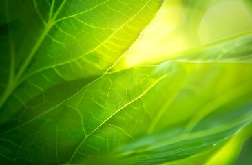 green leaf background