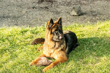 Alert German Shepherd Resting on Grass at Golden Hour