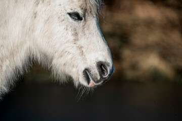 portrait of a white horse