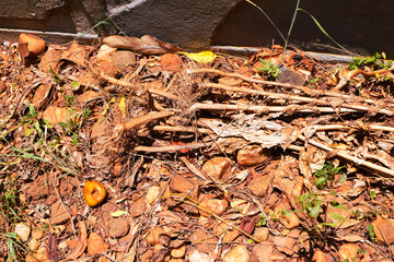 Damage to trees due to intense sunlight. Adverse effects on the environment due to human destruction of trees. Before a disaster, the unpleasant environmental conditions. bad nature of summer season