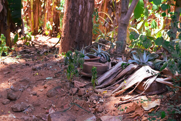 Damage to trees due to intense sunlight. Adverse effects on the environment due to human destruction of trees. Before a disaster, the unpleasant environmental conditions. bad nature of summer season