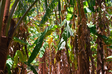 Obraz premium Damage to trees due to intense sunlight. Adverse effects on the environment due to human destruction of trees. Before a disaster, the unpleasant environmental conditions. bad nature of summer season