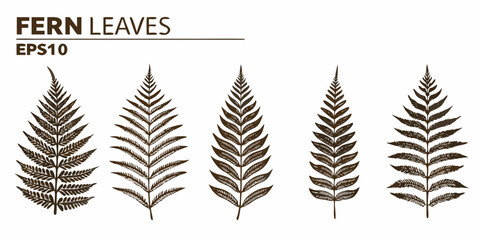 Collection of five detailed brown fern leaves with a delicate texture on a white background