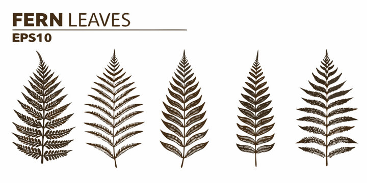 Collection of five detailed brown fern leaves with a delicate texture on a white background
