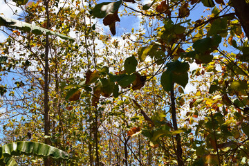 Damage to trees due to intense sunlight. Adverse effects on the environment due to human destruction of trees. Before a disaster, the unpleasant environmental conditions. bad nature of summer season
