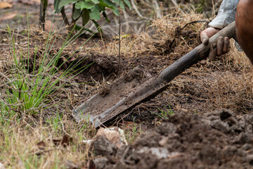 Close-up of a farmer's hands using a shovel to dig the soil in a garden. Concept of manual labor and agriculture