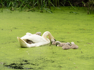 Łabędź z pisklętami © Marcin