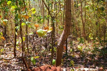 Damage to trees due to intense sunlight. Adverse effects on the environment due to human destruction of trees. Before a disaster, the unpleasant environmental conditions. bad nature of summer season
