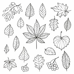 Set of hand drawn autumn leaves and berries in sketch style. Line art collection. Fall doodle elements