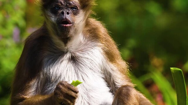 Close up of a spider monkey eating veggies on a sunny spring day